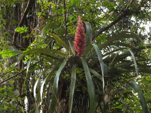 Aechmea vallerandii (Aechmea vallerandii)