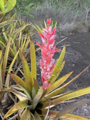 Aechmea vallerandii (Aechmea vallerandii)