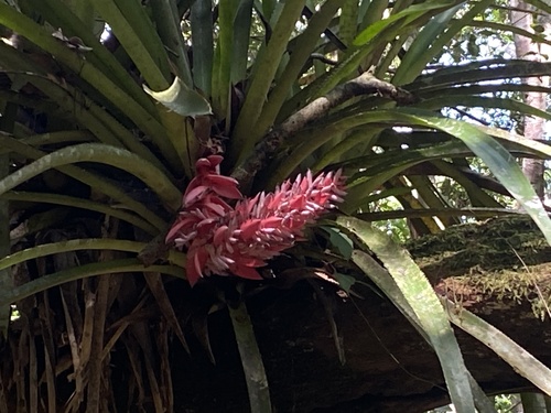 Aechmea vallerandii (Aechmea vallerandii)