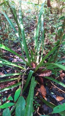 Aechmea vallerandii (Aechmea vallerandii)
