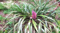 Aechmea vallerandii (Aechmea vallerandii)