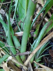 Aechmea vallerandii (Aechmea vallerandii)