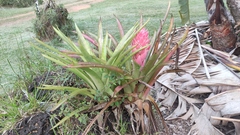 Aechmea vallerandii (Aechmea vallerandii)