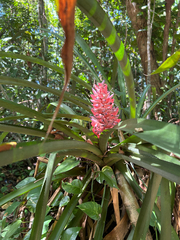 Aechmea vallerandii (Aechmea vallerandii)