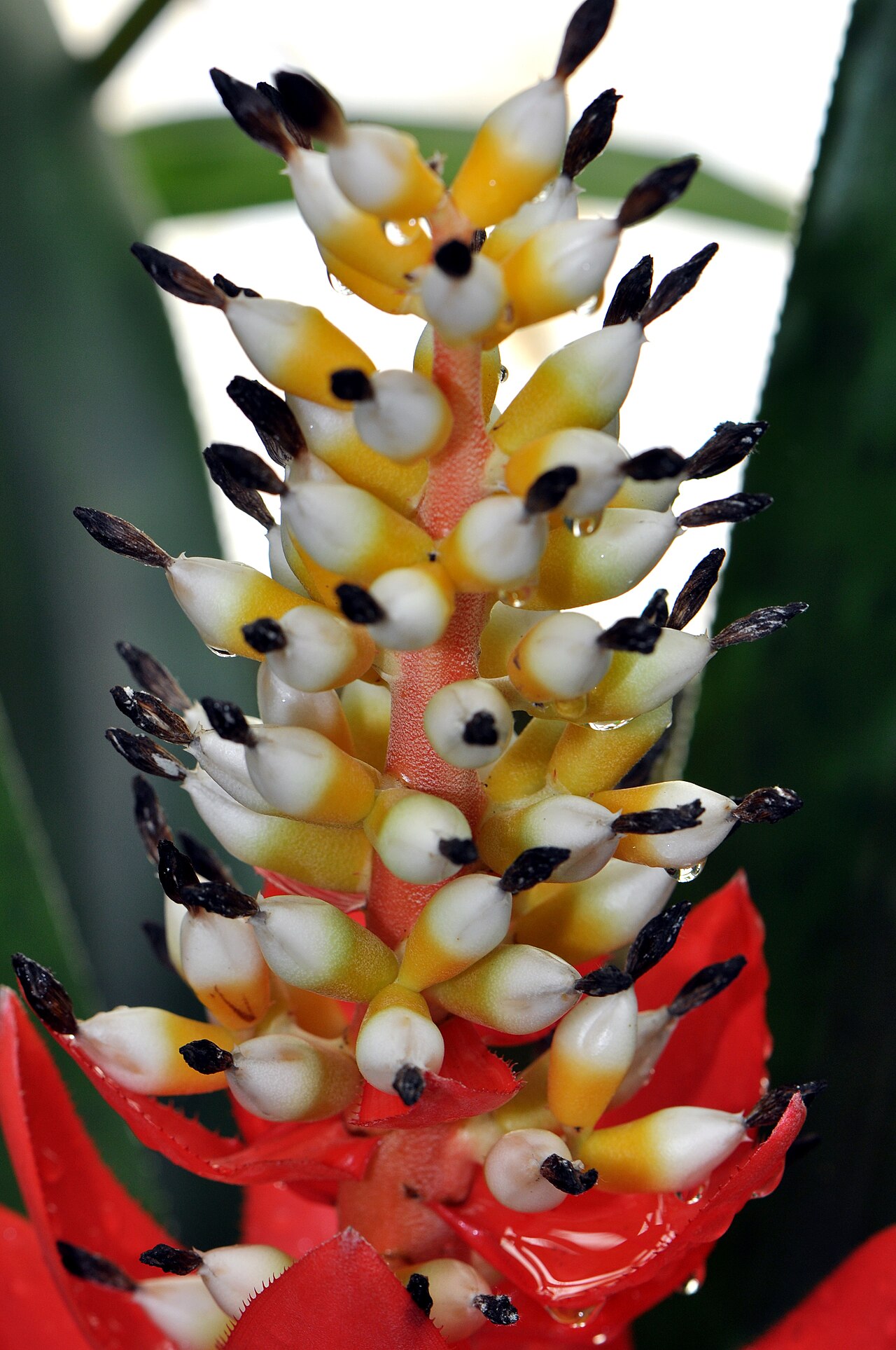 Aechmea woronowii: Infloresence