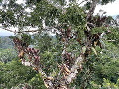 Aechmea zebrina (Aechmea zebrina)