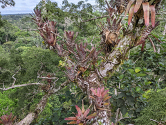 Aechmea zebrina (Aechmea zebrina)