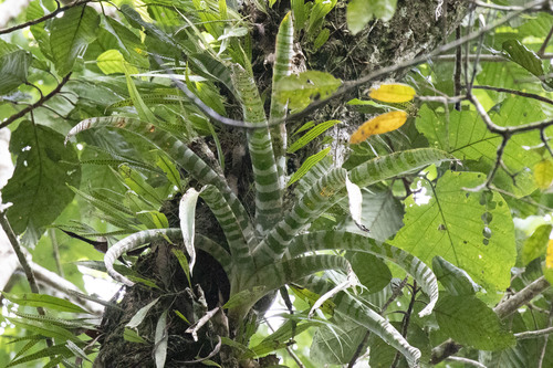 Aechmea zebrina (Aechmea zebrina)