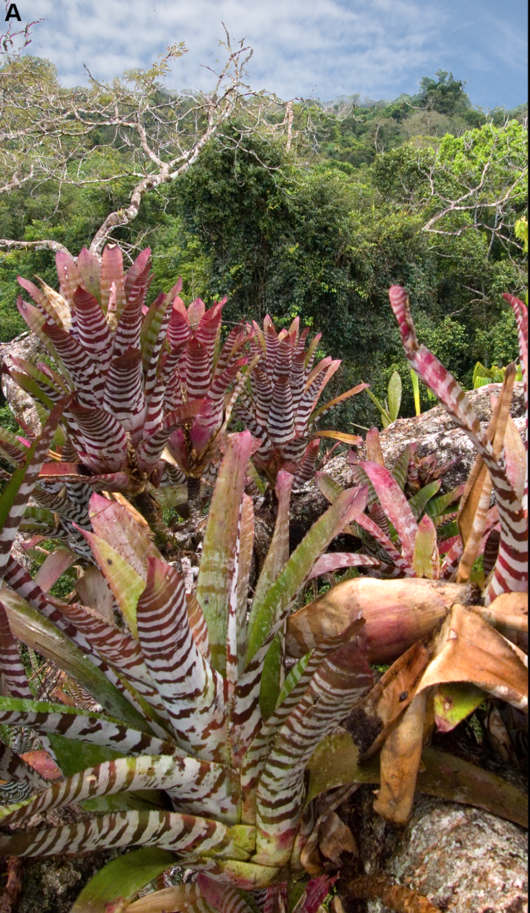 Aechmea zebrina: Aechmea zebrina in situ. Figure 1A in McCracken, S. F., and M. R. J. Forstner. 2014. Oil road effects on the anuran community of a high canopy tank bromeliad (