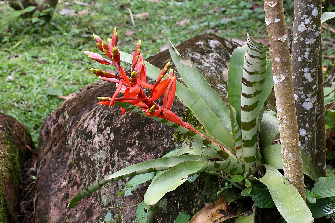 Aechmea zebrina: Ecuador, Misahualli, Banana Lodge.