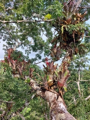 Aechmea zebrina (Aechmea zebrina)