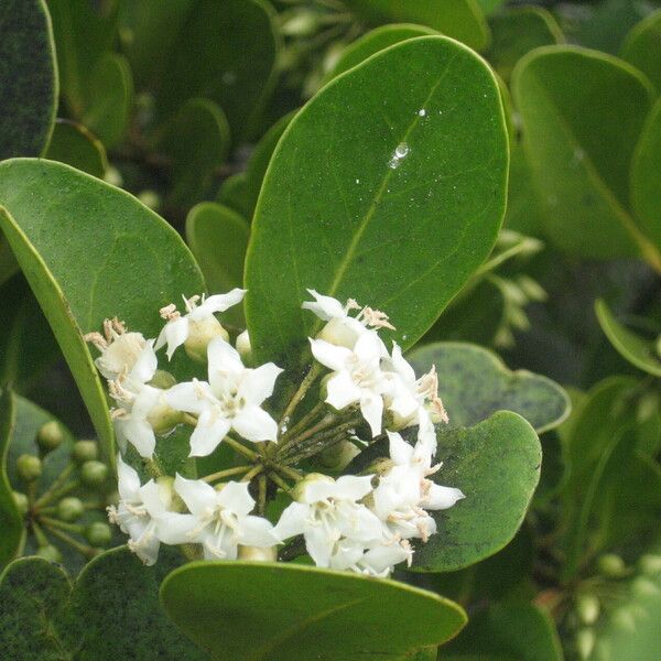 Aegiceras corniculatum (Aegiceras corniculatum)