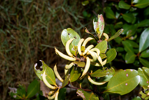Aegiceras corniculatum (Aegiceras corniculatum)
