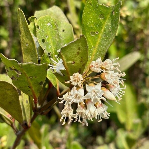 Aegiceras corniculatum (Aegiceras corniculatum)