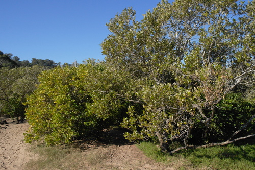 Aegiceras corniculatum (Aegiceras corniculatum)