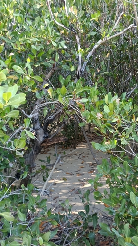 Aegiceras corniculatum (Aegiceras corniculatum)