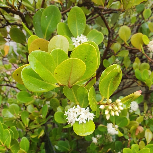 Aegiceras corniculatum (Aegiceras corniculatum)