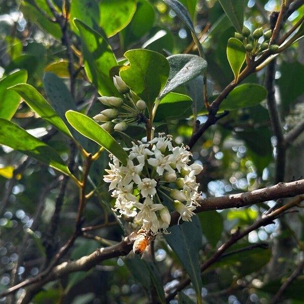 Aegiceras corniculatum (Aegiceras corniculatum)