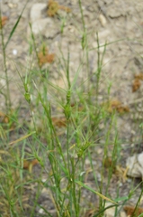 Aegilops biuncialis (Aegilops biuncialis)