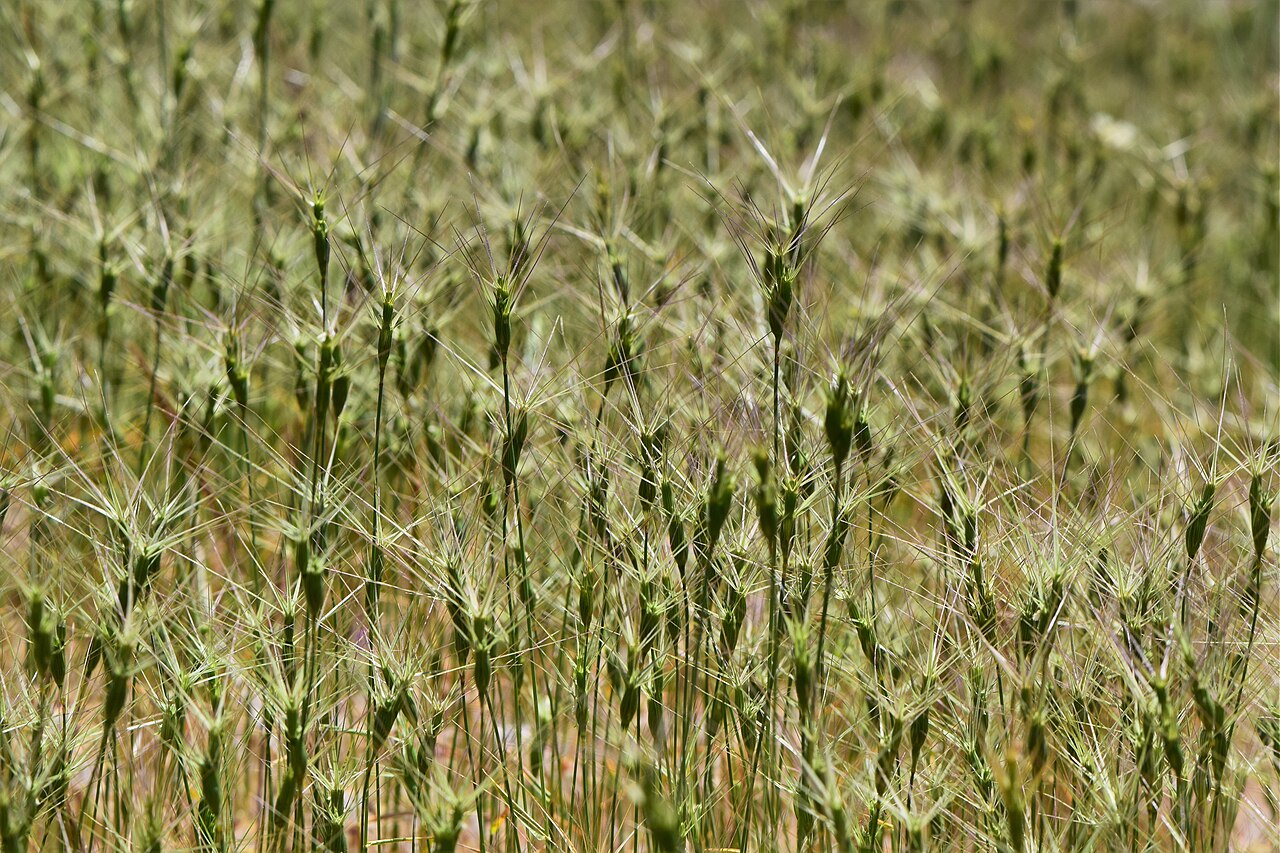 Aegilops biuncialis: Aegilops biuncialis in Ajloun Forest Reserve in Jordan