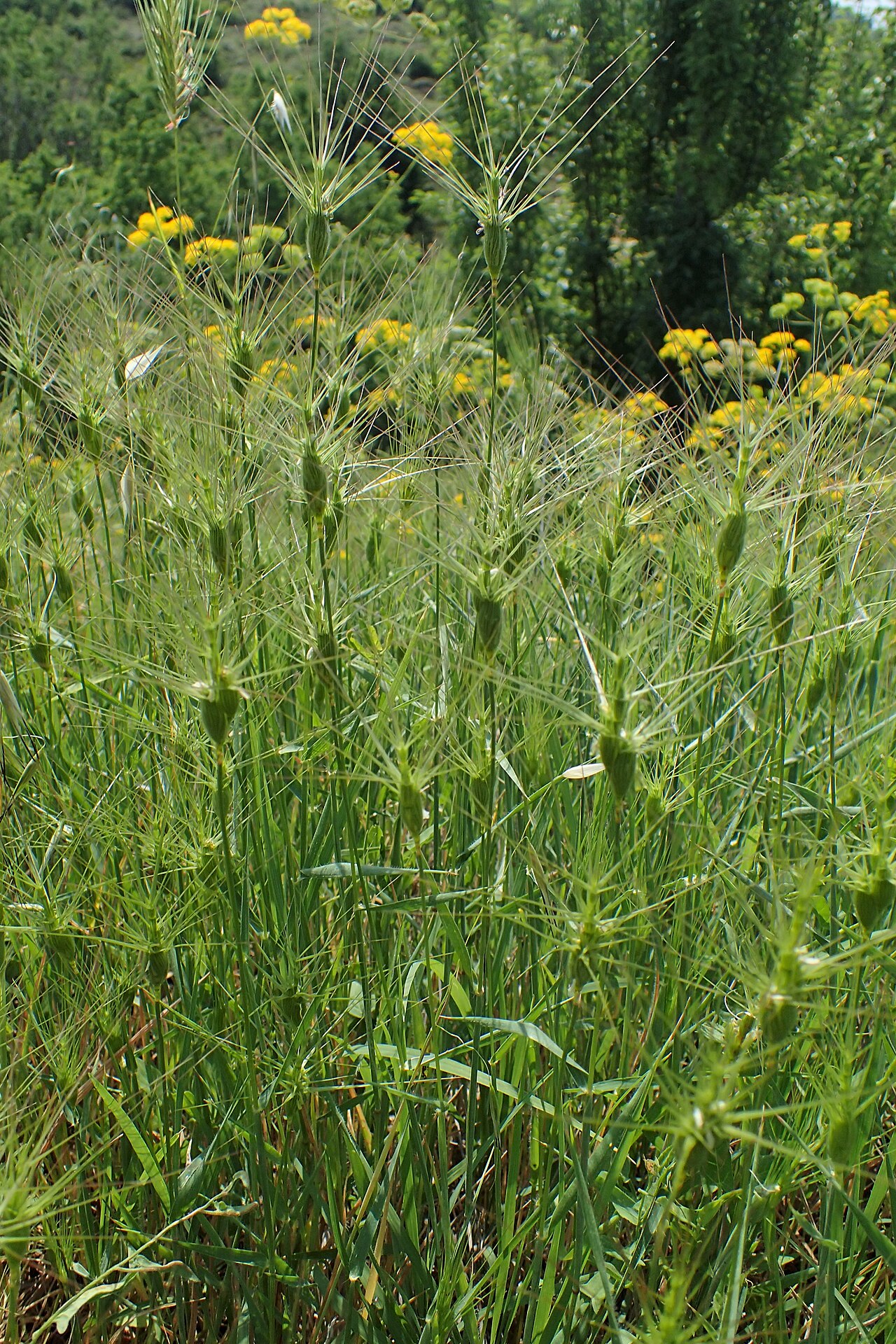Aegilops biuncialis: Aegilops lorentii in Plagia near Cherso, N Greece