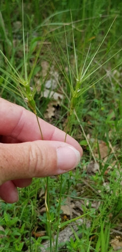 Aegilops biuncialis (Aegilops biuncialis)