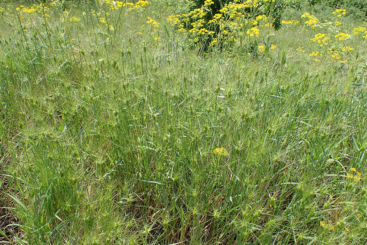 Aegilops biuncialis: Aegilops lorentii in Plagia near Cherso, N Greece