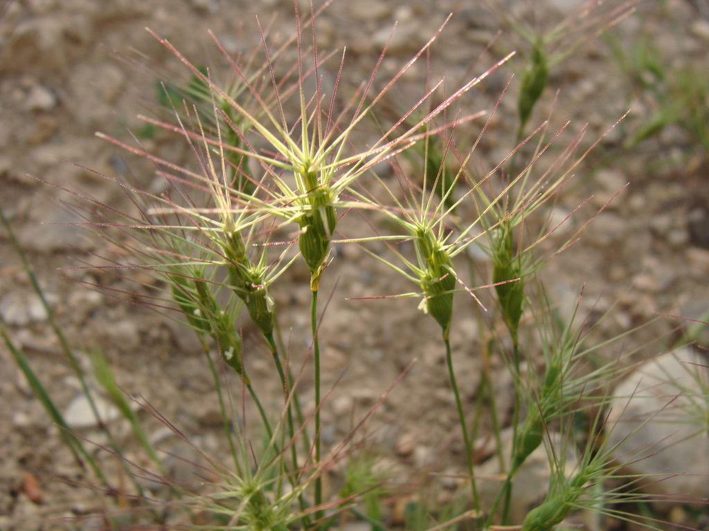 Aegilops biuncialis (Aegilops biuncialis)