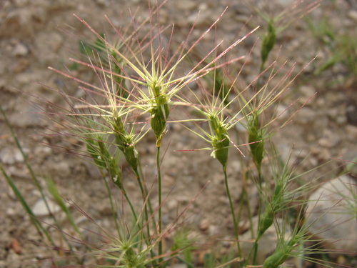 Aegilops biuncialis (Aegilops biuncialis)