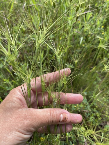 Aegilops biuncialis (Aegilops biuncialis)