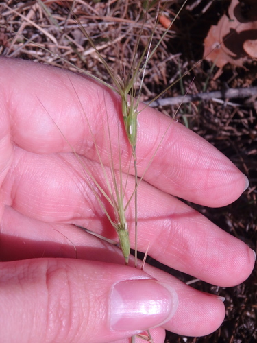 Aegilops biuncialis (Aegilops biuncialis)