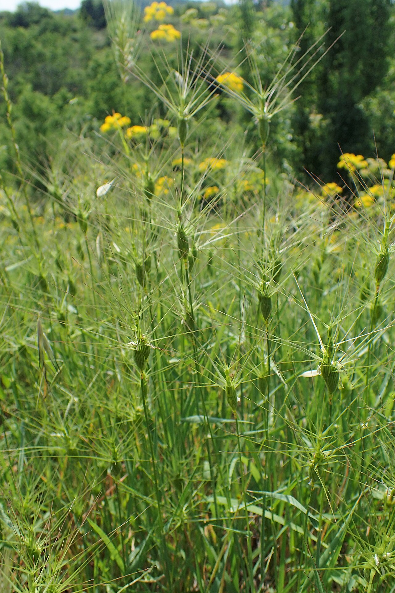 Aegilops biuncialis: Aegilops lorentii in Plagia near Cherso, N Greece