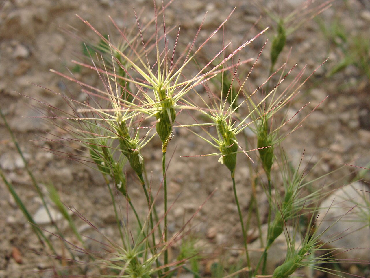 Aegilops biuncialis: Aegilops biuncialis