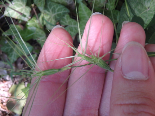 Aegilops biuncialis (Aegilops biuncialis)