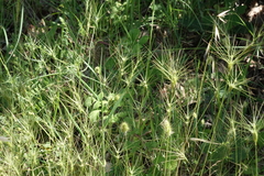 Aegilops biuncialis (Aegilops biuncialis)