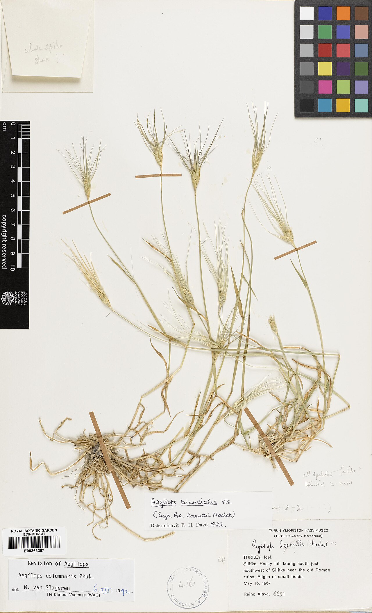 Aegilops columnaris: Aegilops columnaris — Herbarium specimen from Turkey, Icel, Silifke. Just southwest of Silifke near the old Roman ruins., Türkiye. Habitat: Rocky hill facing so