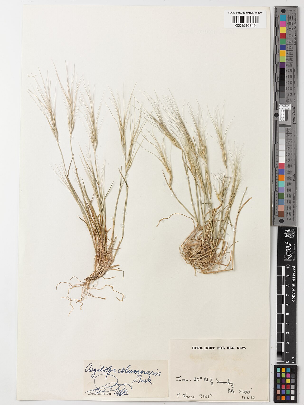 Aegilops columnaris: Aegilops columnaris — Herbarium specimen from 20° N of Sanandaj, Iran. Collected by Furse, P. (1962-05-17). Recorded in GBIF occurrence 5888759768 .