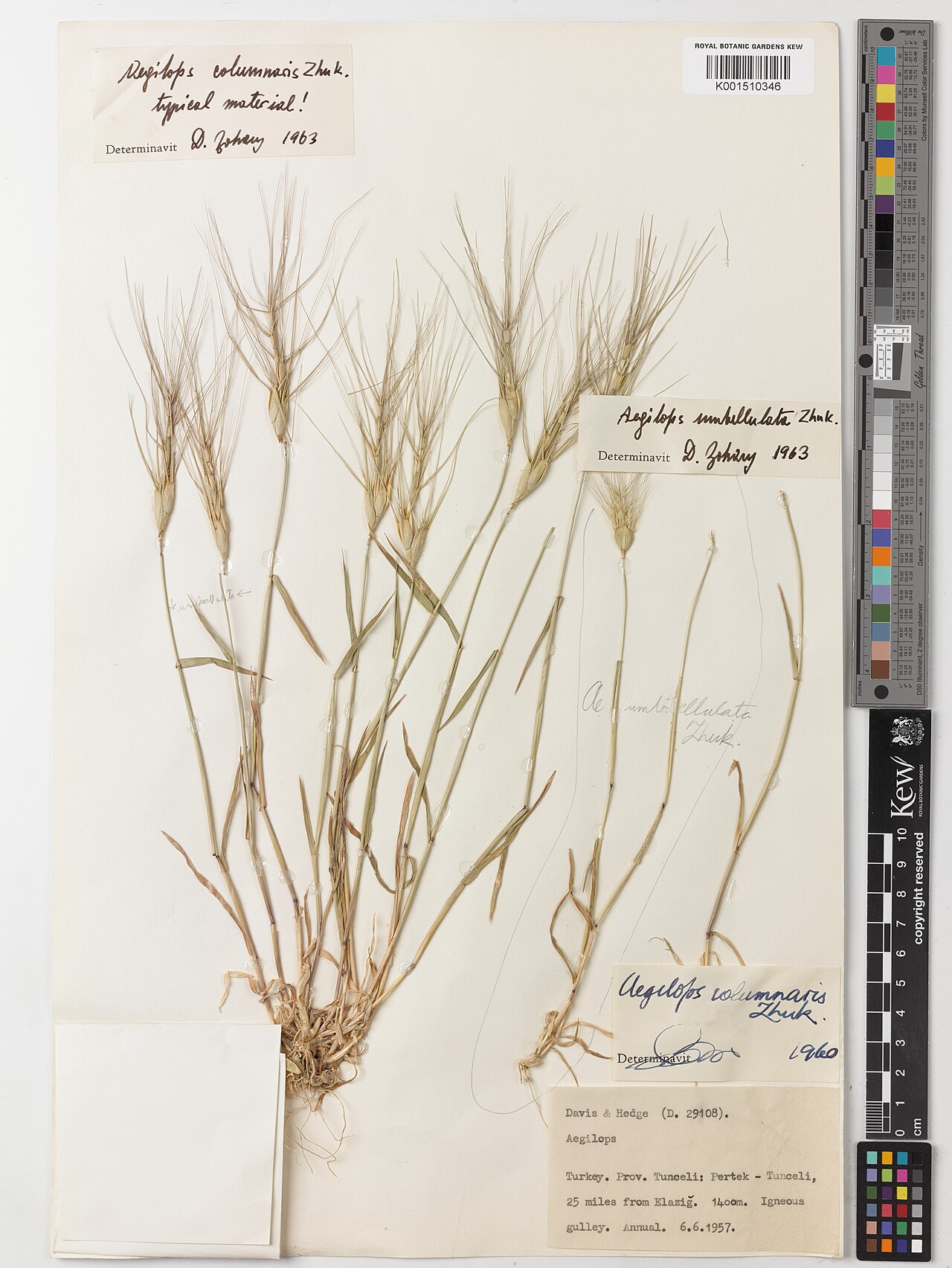 Aegilops columnaris: Aegilops columnaris — Herbarium specimen from Pertek - Tunceli. 25 miles from Elazig., Türkiye. Habitat: Igneous gulley. Collected by Davis; Hedge (1957-06-06).