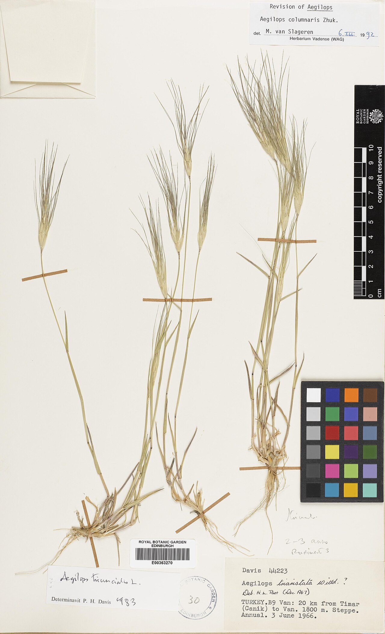 Aegilops columnaris: Aegilops columnaris — Herbarium specimen from Turkey, Van, 20 km from Timar (Canik) to Van, Türkiye. Habitat: Steppe. Collected by Davis, Peter Hadland (1966-06