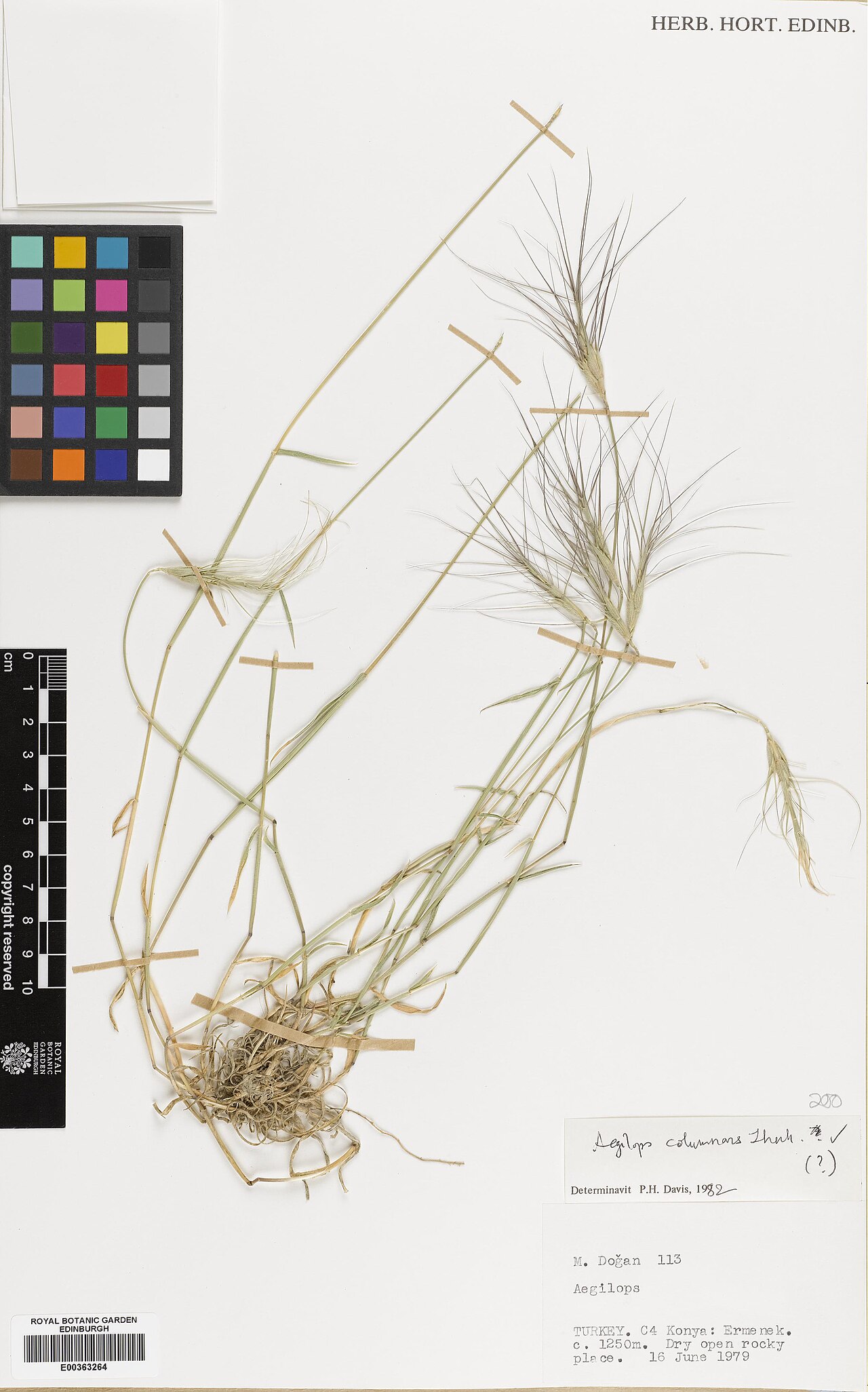 Aegilops columnaris: Aegilops columnaris — Herbarium specimen from Turkey, Konya, Ermenek, Türkiye. Habitat: Dry open rocky place. Collected by Dogan, Musa (1979-06-16). Recorded in