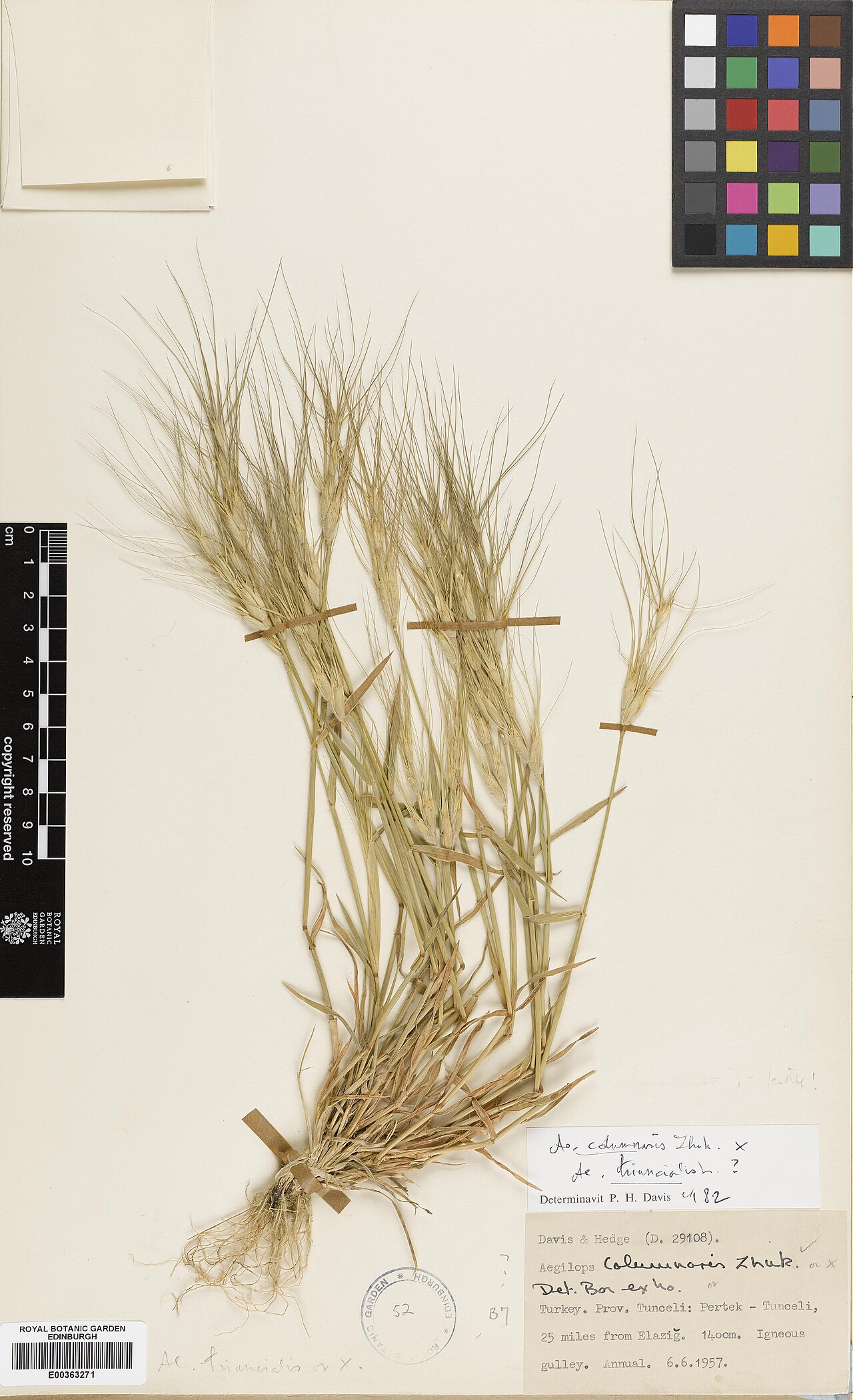 Aegilops columnaris: Aegilops columnaris — Herbarium specimen from Turkey, Tunceli, Pertek - Tunceli, 25 miles from Elazig, Türkiye. Habitat: Igneous gulley. Collected by Davis, Pet
