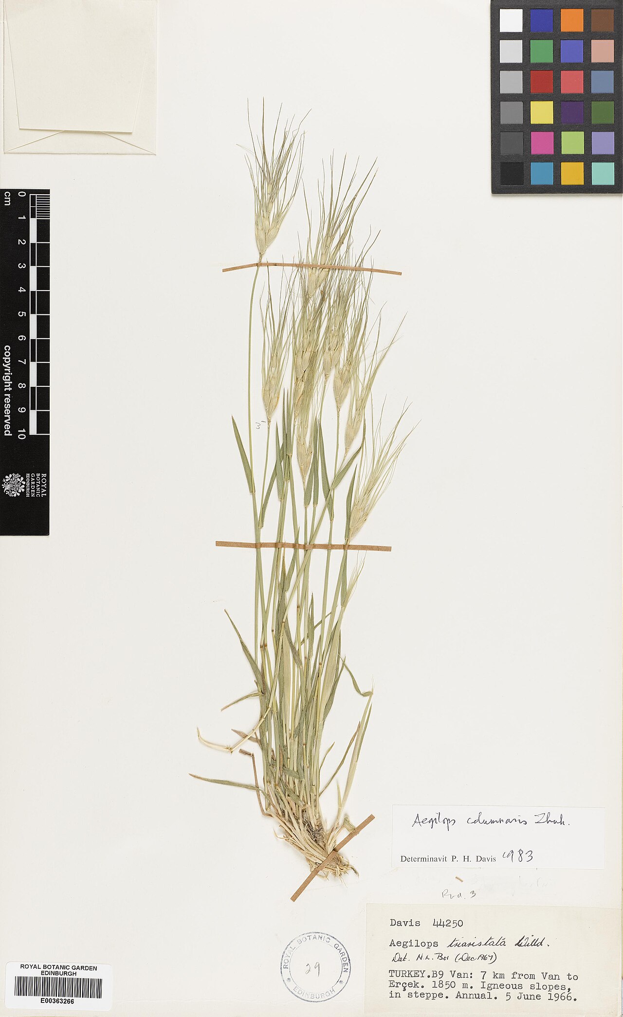 Aegilops columnaris: Aegilops columnaris — Herbarium specimen from Turkey, Van, 7 km from Van to Erçek, Türkiye. Habitat: Igneous slopes in steppe. Collected by Davis, Peter Hadland