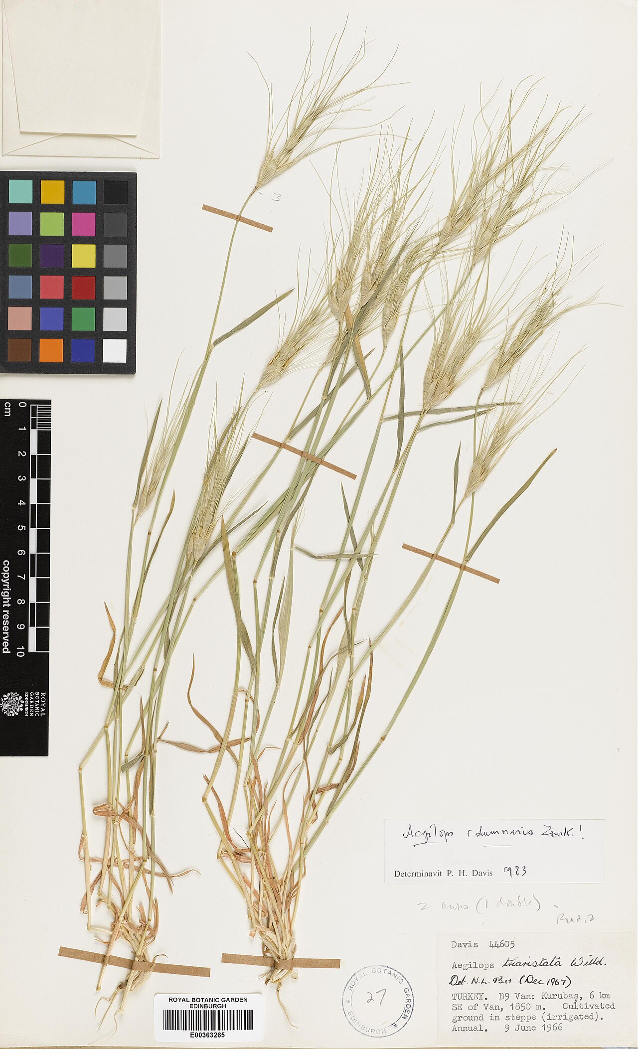 Aegilops columnaris: Aegilops columnaris — Herbarium specimen from Turkey, Van, Kurubas, 6 km SE of Van, Türkiye. Habitat: Cultivated ground in steppe (irrigated). Collected by Davi