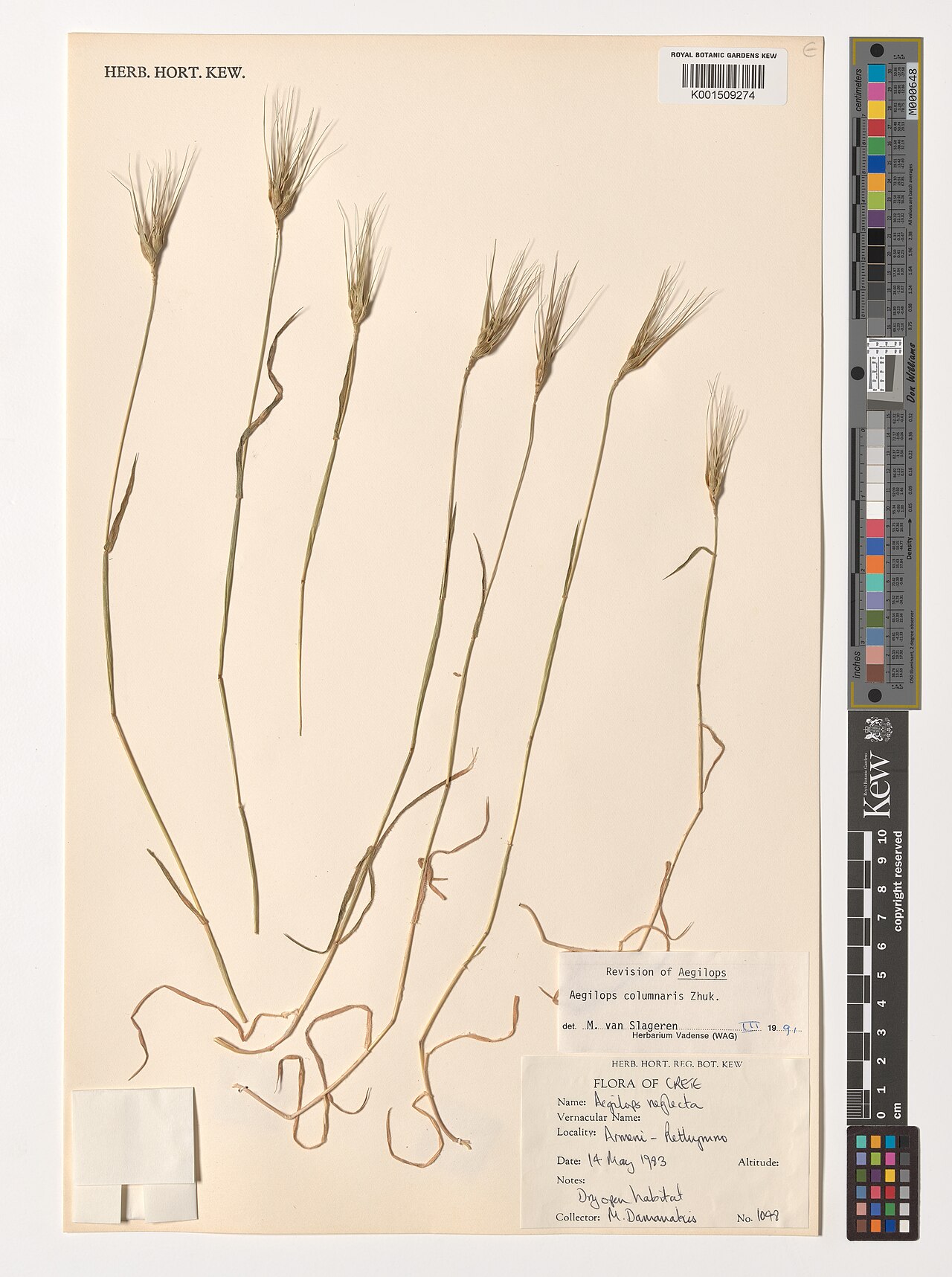Aegilops columnaris: Aegilops columnaris — Herbarium specimen from Armeni - Rethymno, Greece. Habitat: Dry open habitat. Collected by Damanakis, M. (1983-05-14). Recorded in GBIF oc