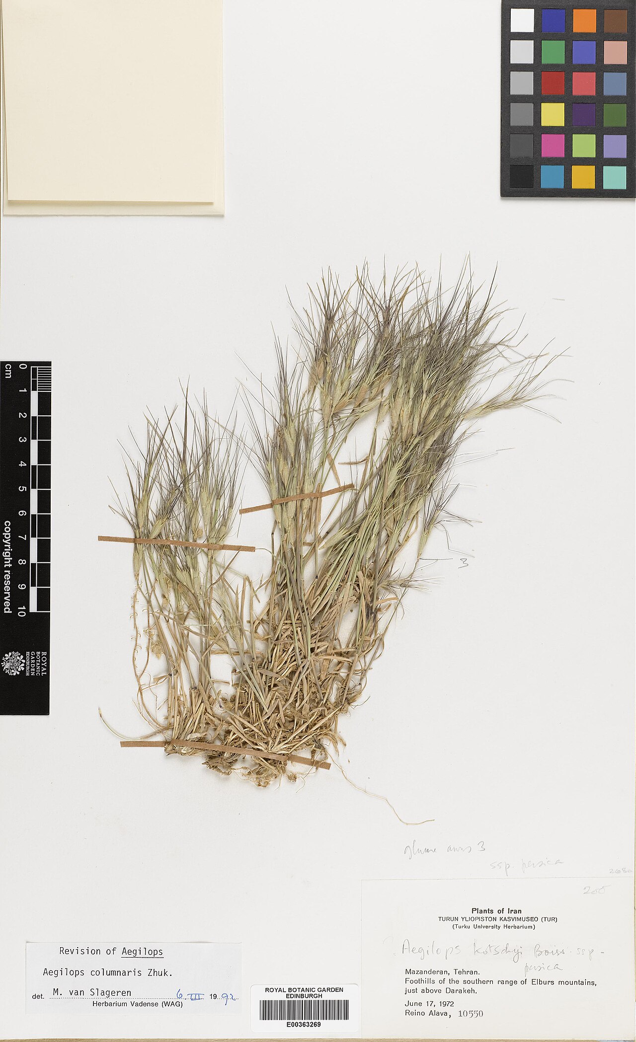Aegilops columnaris: Aegilops columnaris — Herbarium specimen from Mazandaran, Tehran. Foothills of the southern range of Elburs mountains, just above Darakeh, Iran. Collected by Al