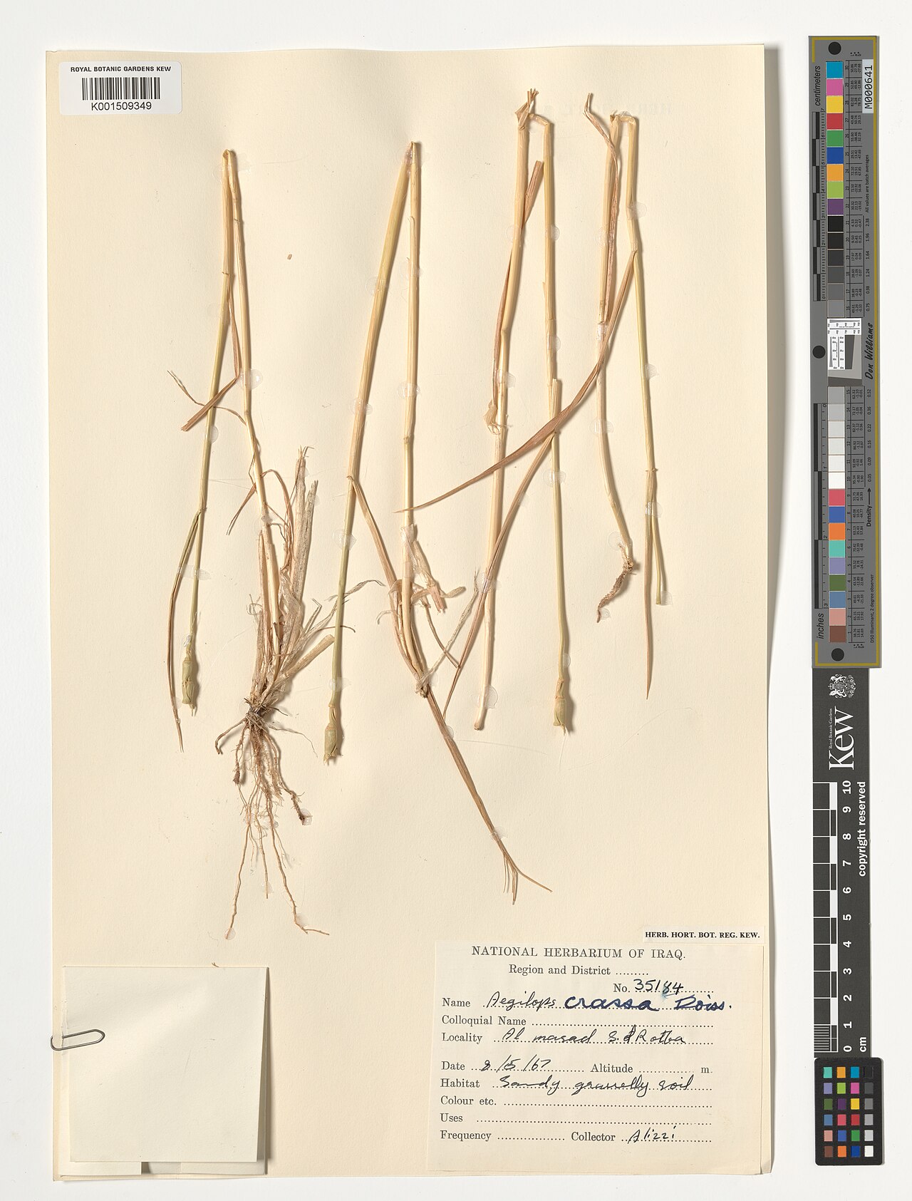Persian goatgrass: Aegilops crassa — Herbarium specimen from Al masad, S of Rotba., Iraq. Habitat: Sandy, gravelly soil.. Collected by Alizzi (1967-05-08). Recorded in GBIF occurr