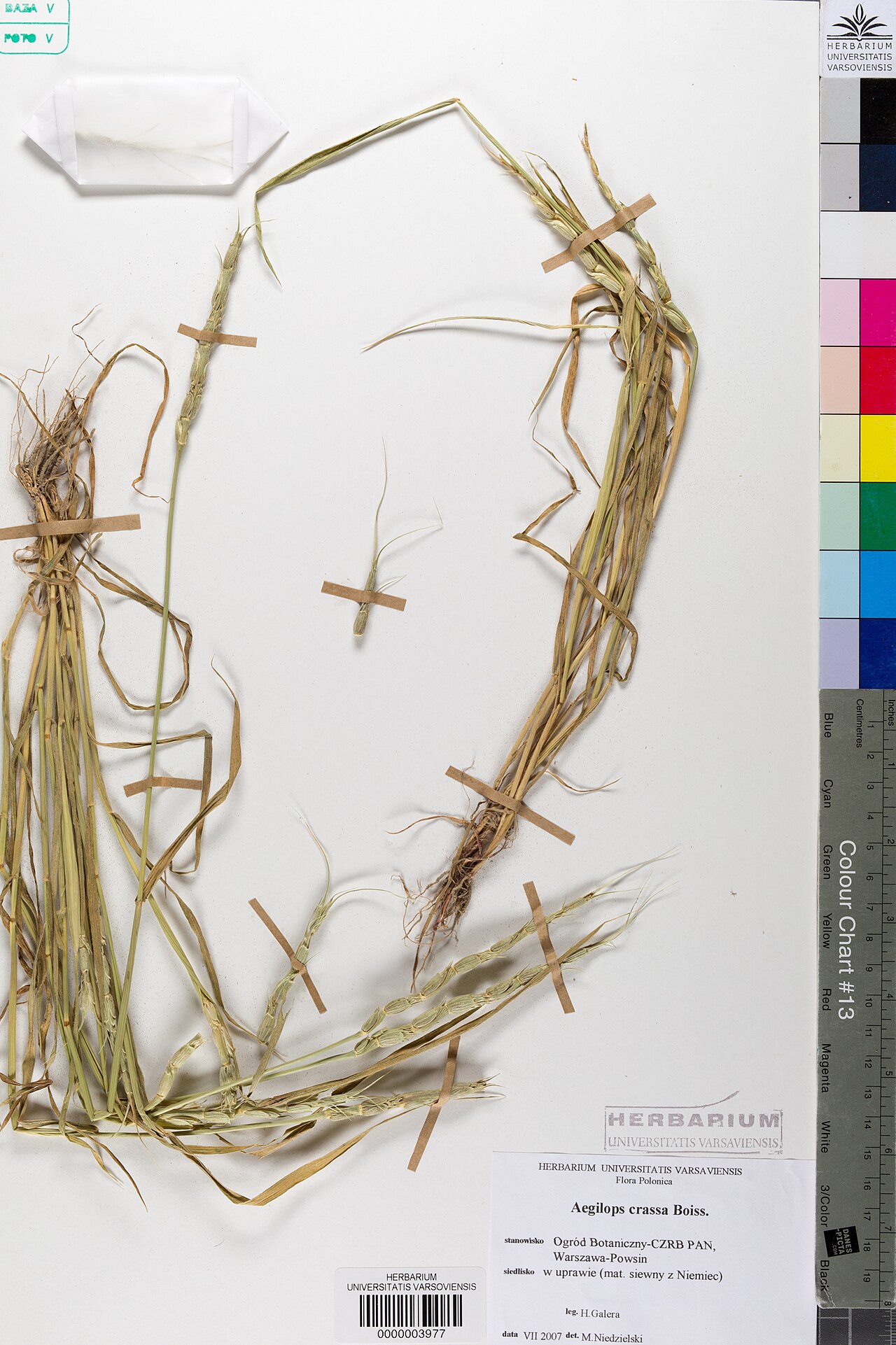 Persian goatgrass: Aegilops crassa — Herbarium specimen from Ogród Botaniczny- CZRB PAN, Warszawa- Powsin; siedlisko, w uprawie (mat. siewny z Niemiec) / locality, Ogród Botaniczn