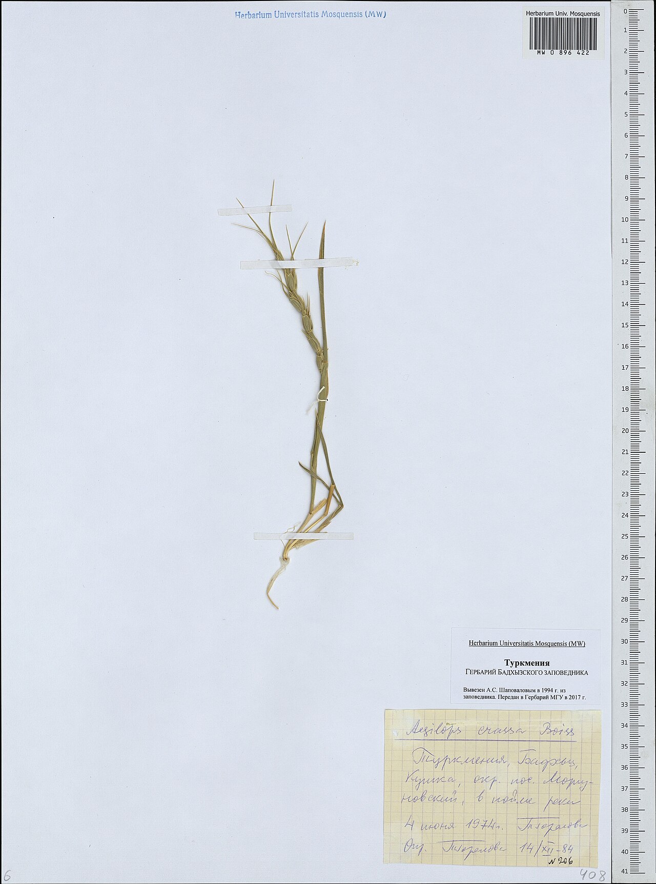 Persian goatgrass: Aegilops crassa — Herbarium specimen from Turkmenistan. Collected by T. Gorelova (1974-06-04). Recorded in GBIF occurrence 1949962148 .