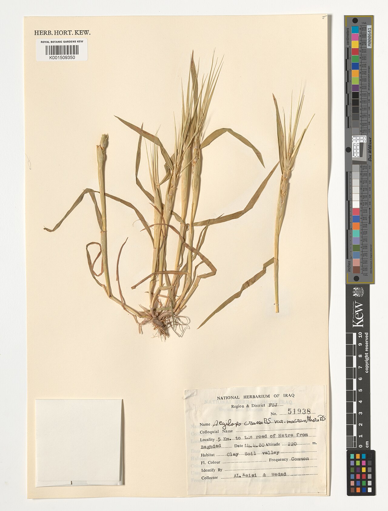 Persian goatgrass: Aegilops crassa — Herbarium specimen from 5 km. to the road of Hatra from Baghdad, Iraq. Habitat: Clay soil valley; frequency: common. Collected by Al Kaisi; We