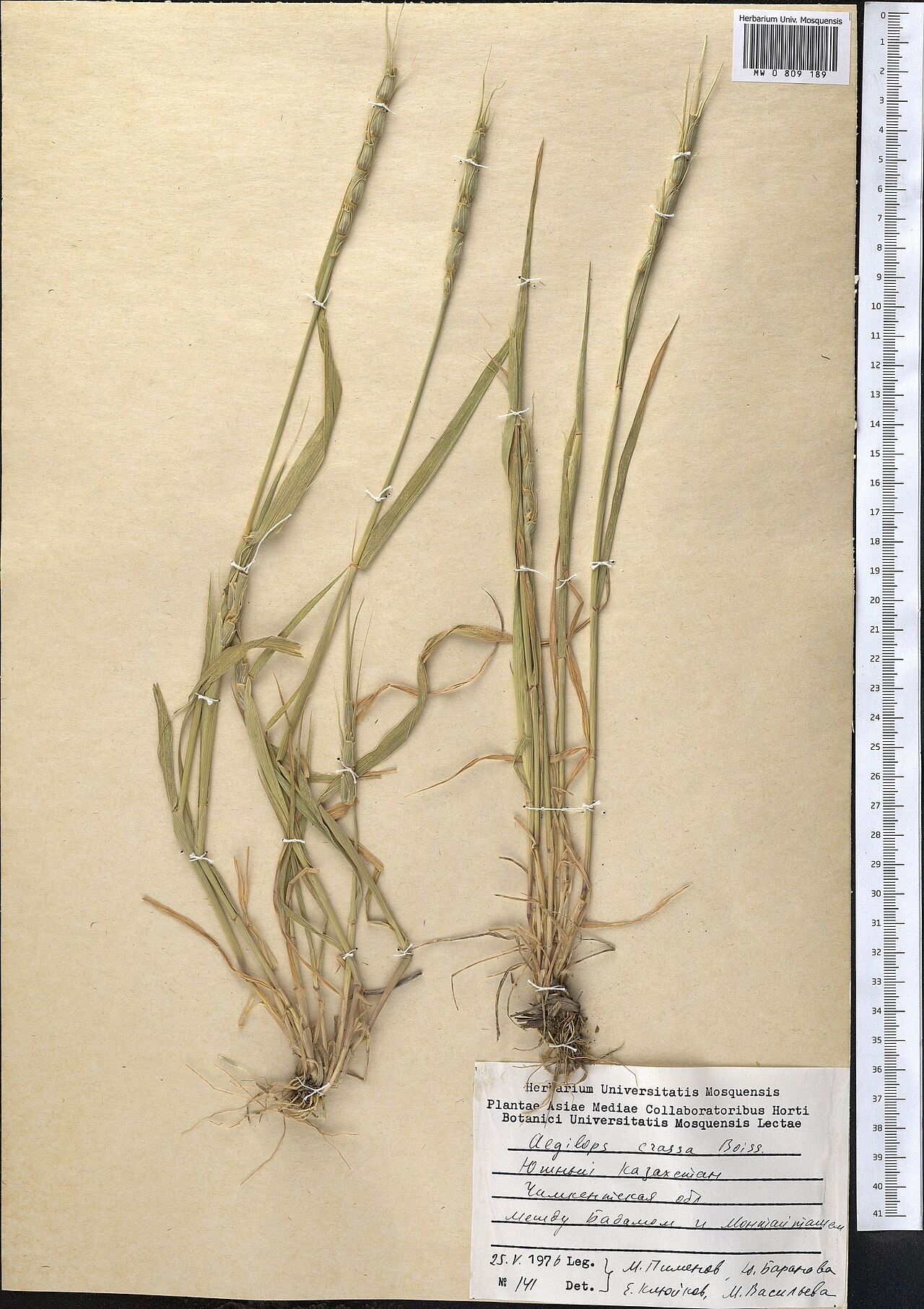 Persian goatgrass: Aegilops crassa — Herbarium specimen from Южный Казахстан, Чимкентская обл., между Бадамом и Монтайташем., Kazakhstan. Collected by M. Pimenov / Yu. Baranova /